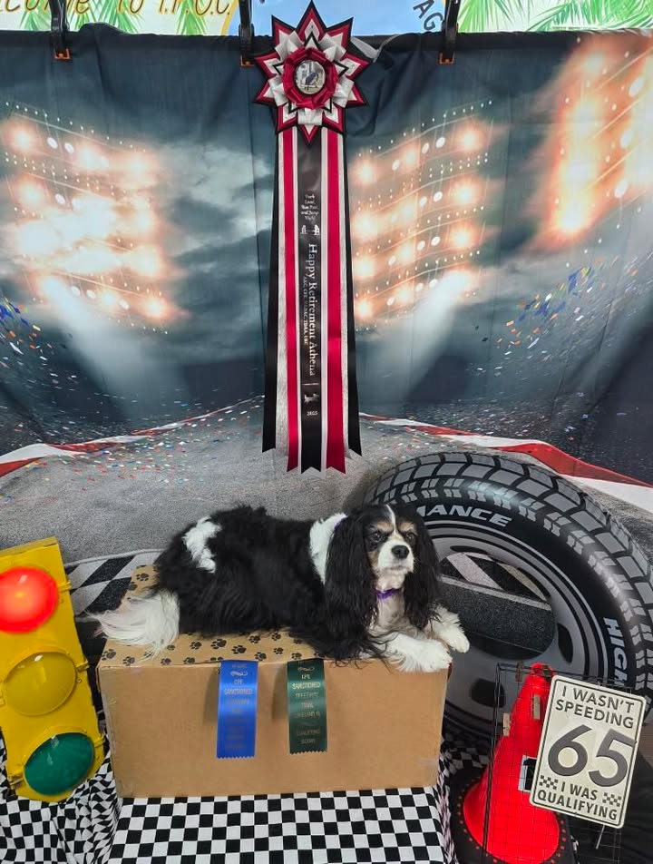 ROSETTE - "Georgie" - Studio Finished Rosette - 9"× 28"