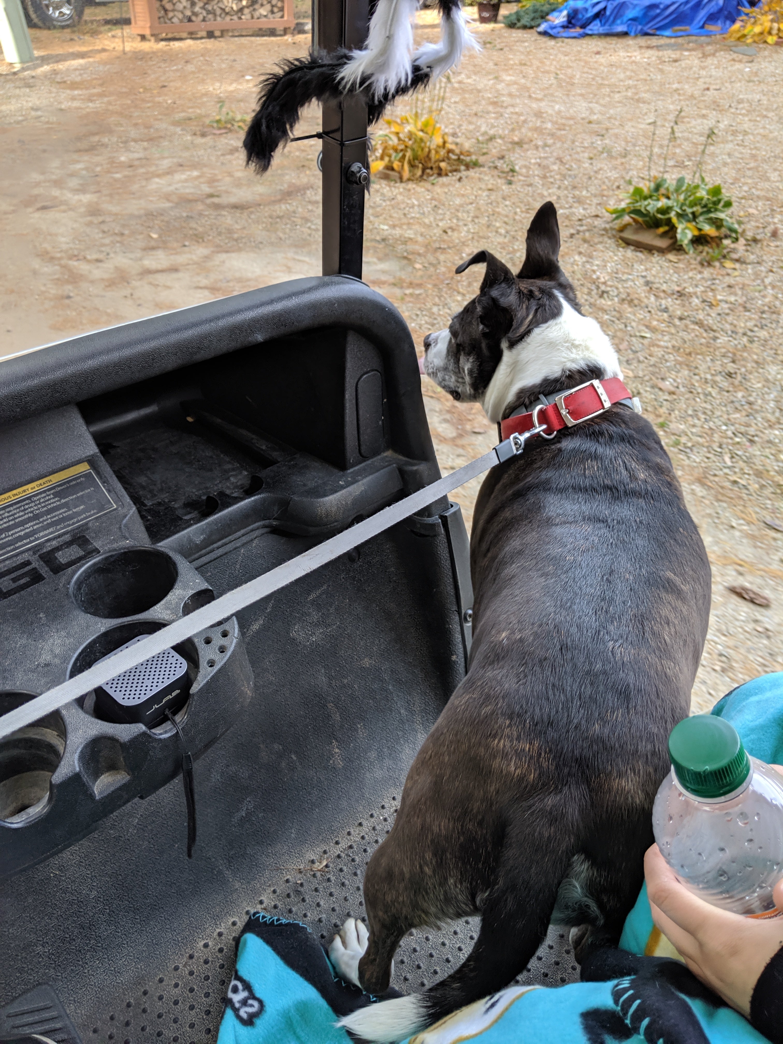 The Jippi Scholarship 2026 Free Application