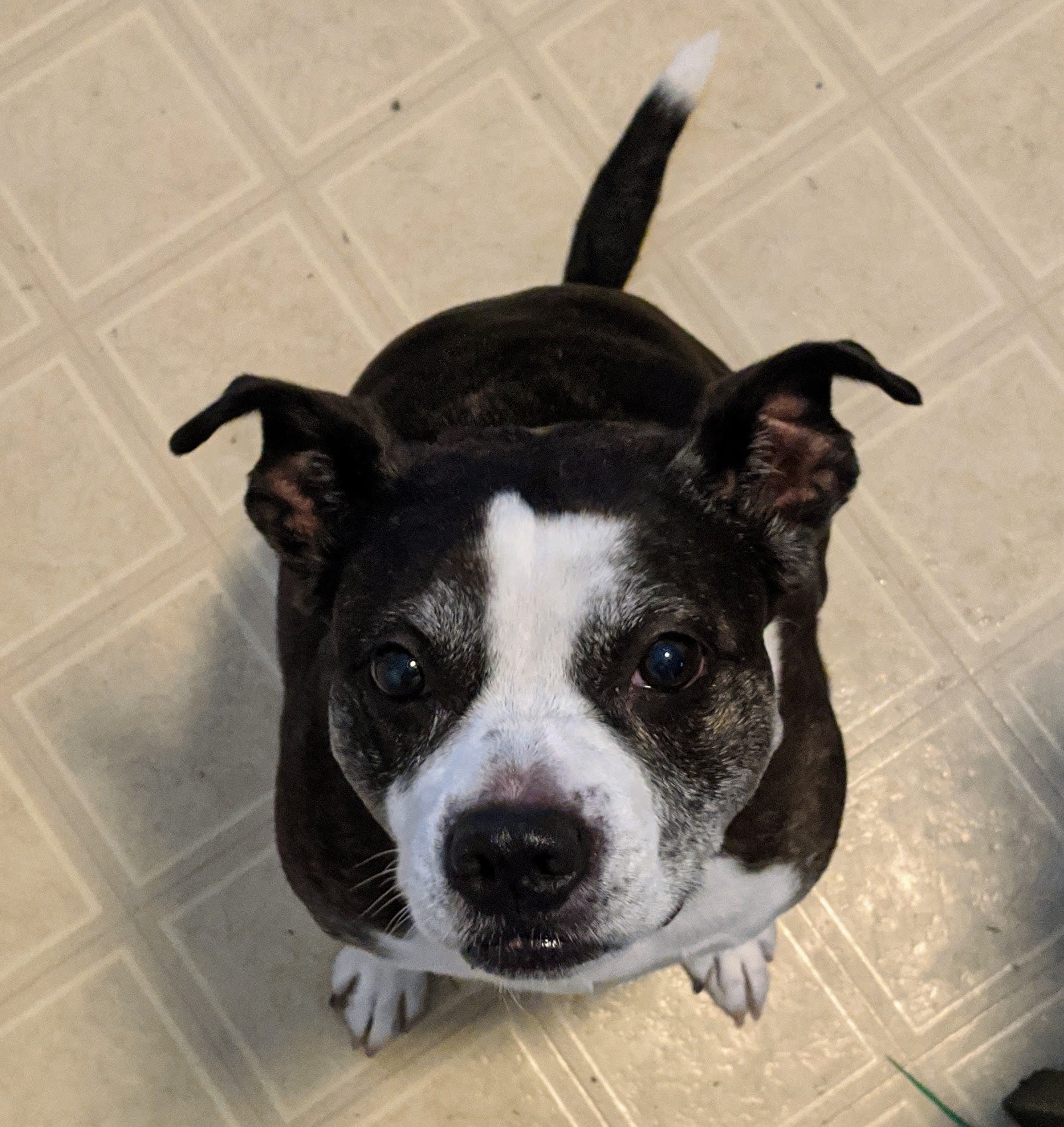 The Jippi Scholarship 2026 Free Application