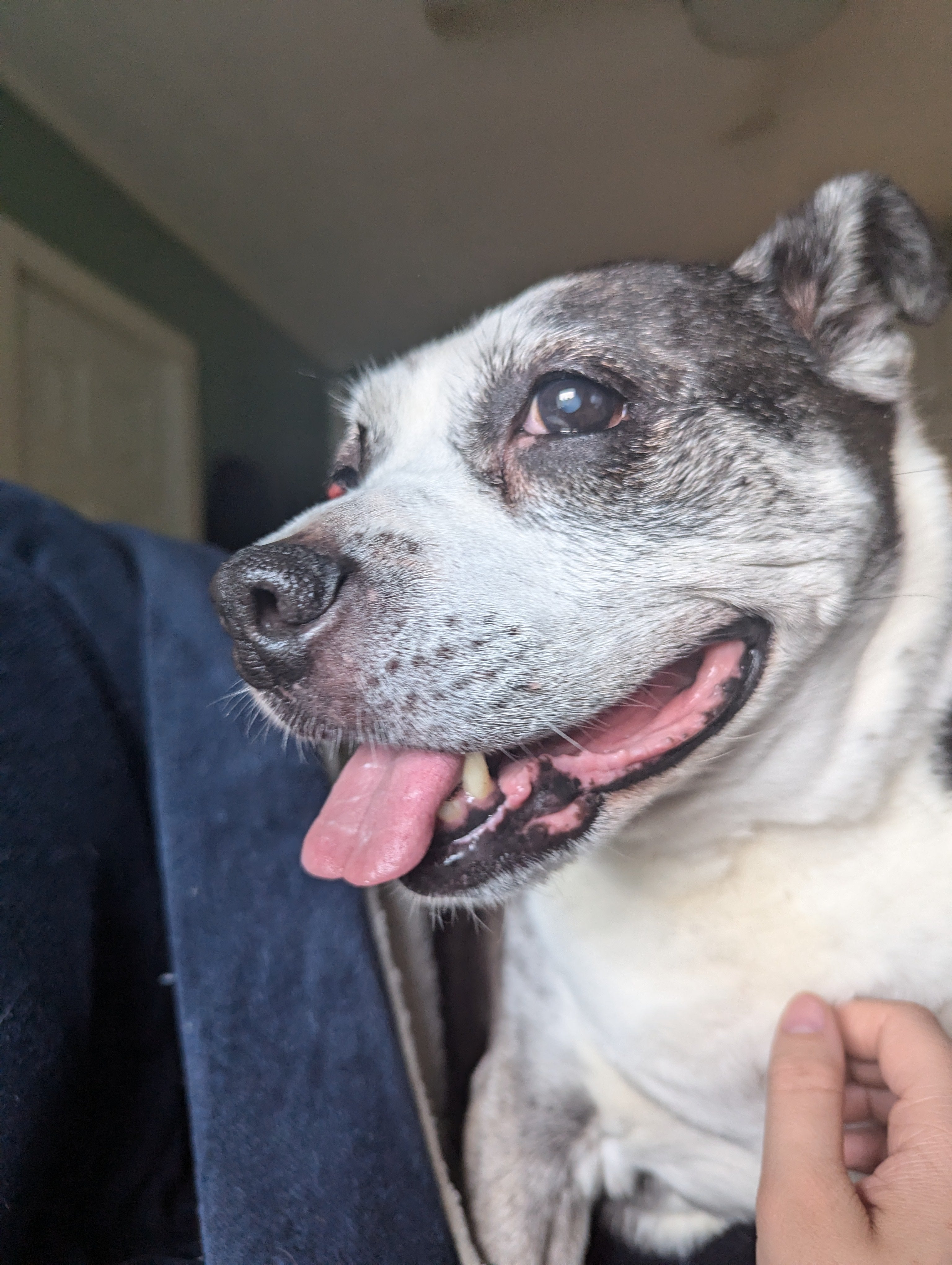 The Jippi Scholarship 2026 Free Application