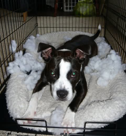 The Jippi Scholarship 2026 Free Application