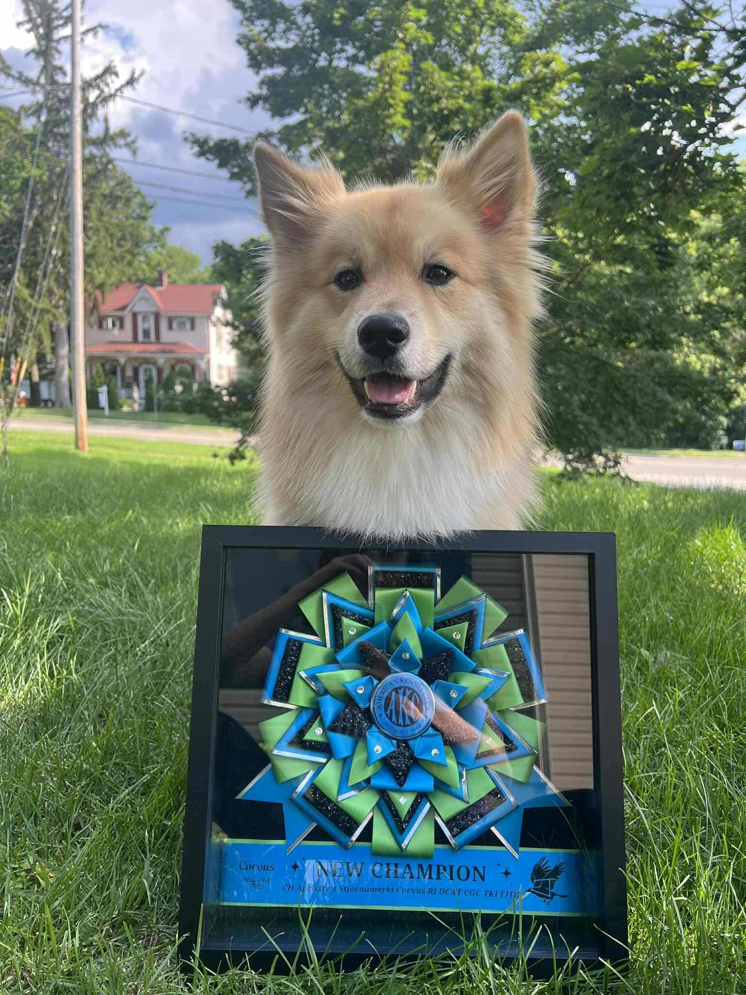 ROSETTE - "Luca" - Studio Finished Shadowbox Rosette - Approximately 8.5"