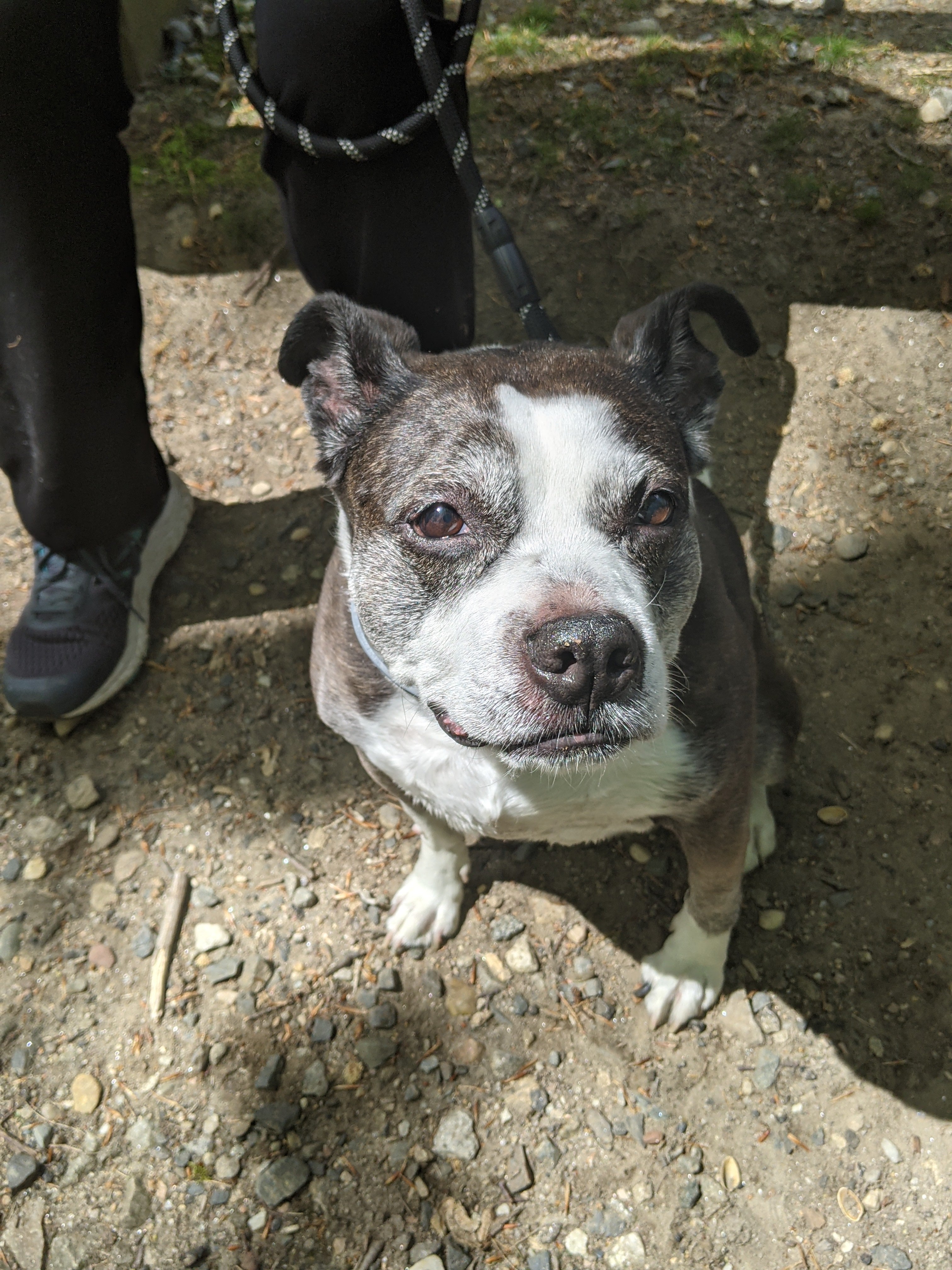 The Jippi Scholarship 2026 Free Application